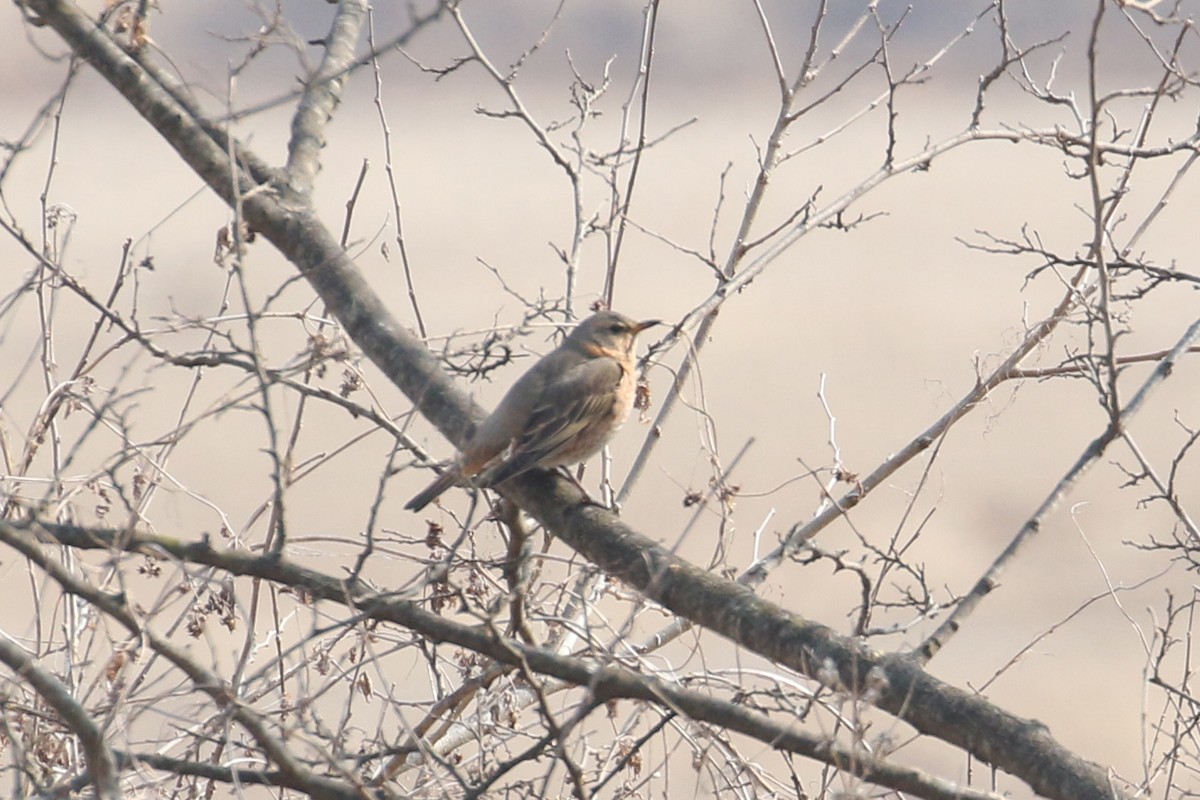 Naumann's Thrush - ML540193891