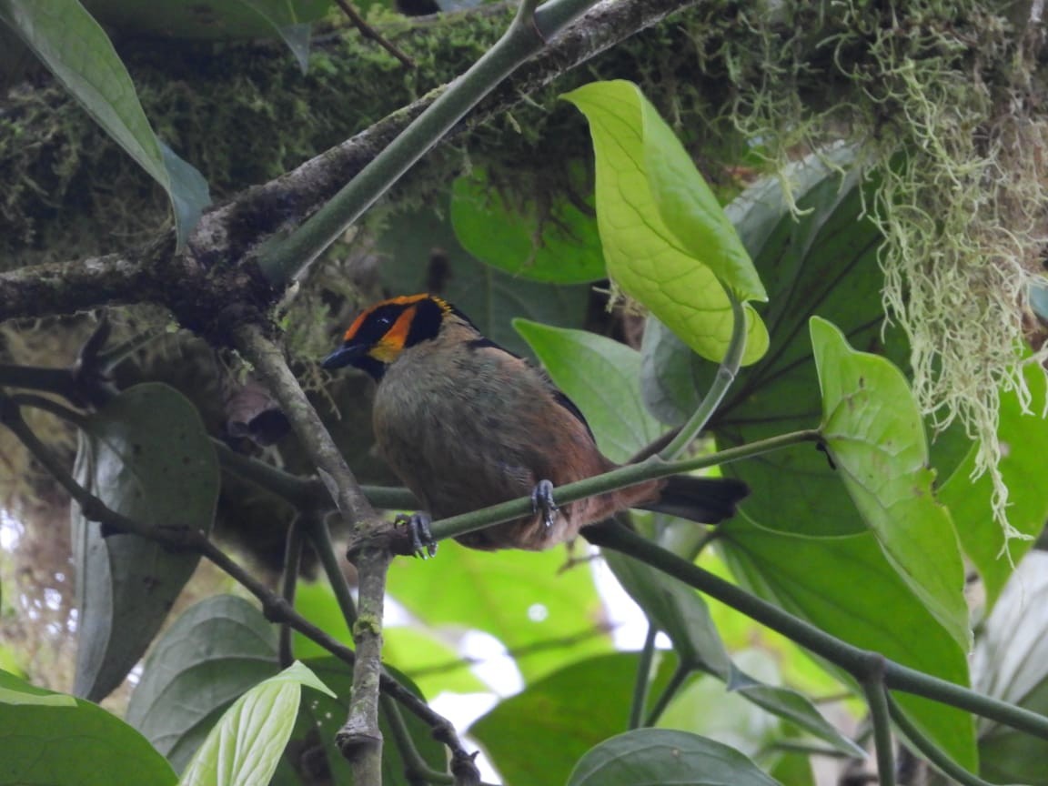 Flame-faced Tanager - ML540195801