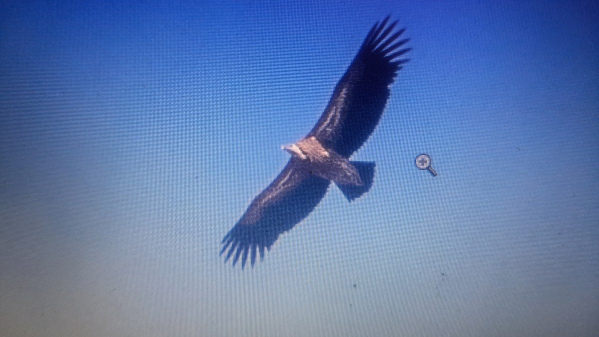 Himalayan Griffon - ML540196091