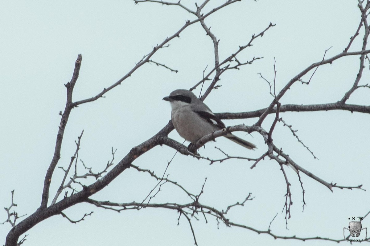 Loggerhead Shrike - ML540196891