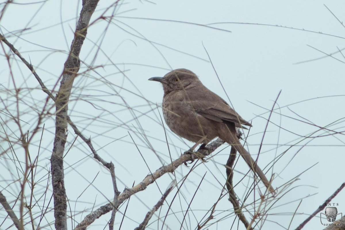 Bendire's Thrasher - ML540196911