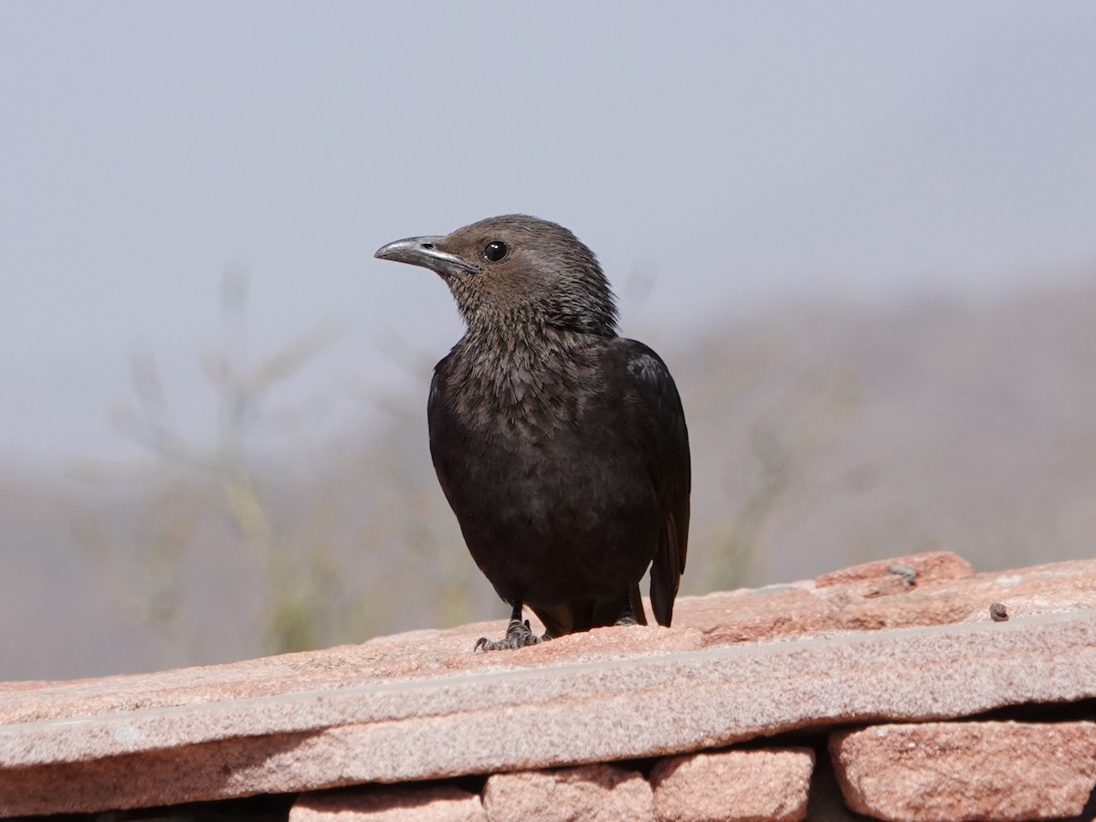 Tristram's Starling - ML540197051