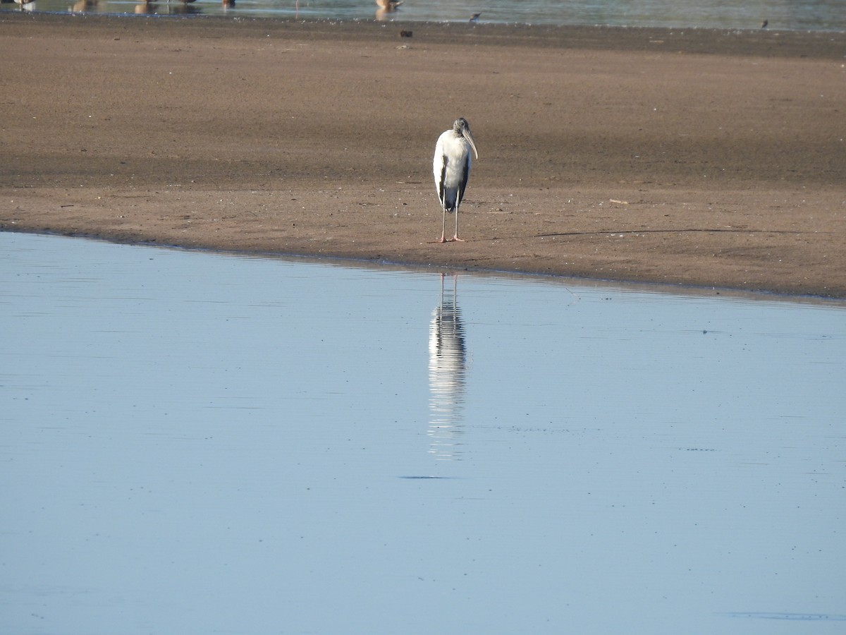 Wood Stork - ML540197061