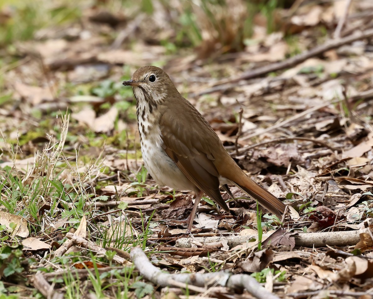 Hermit Thrush - ML540197471