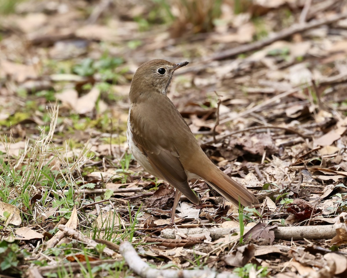 Hermit Thrush - ML540197481