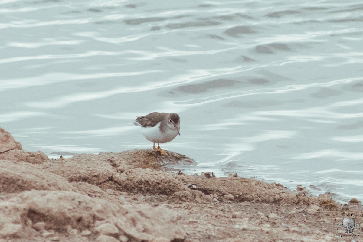 Spotted Sandpiper - ML540197501