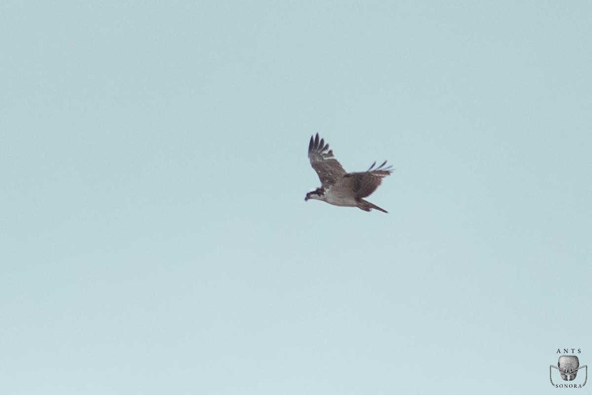 Águila Pescadora - ML540197601