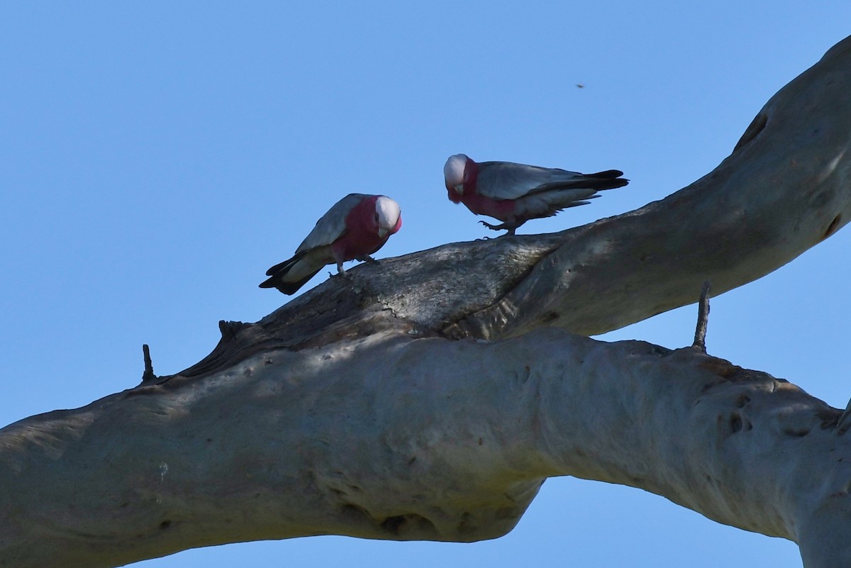 Cacatúa Galah - ML54019771