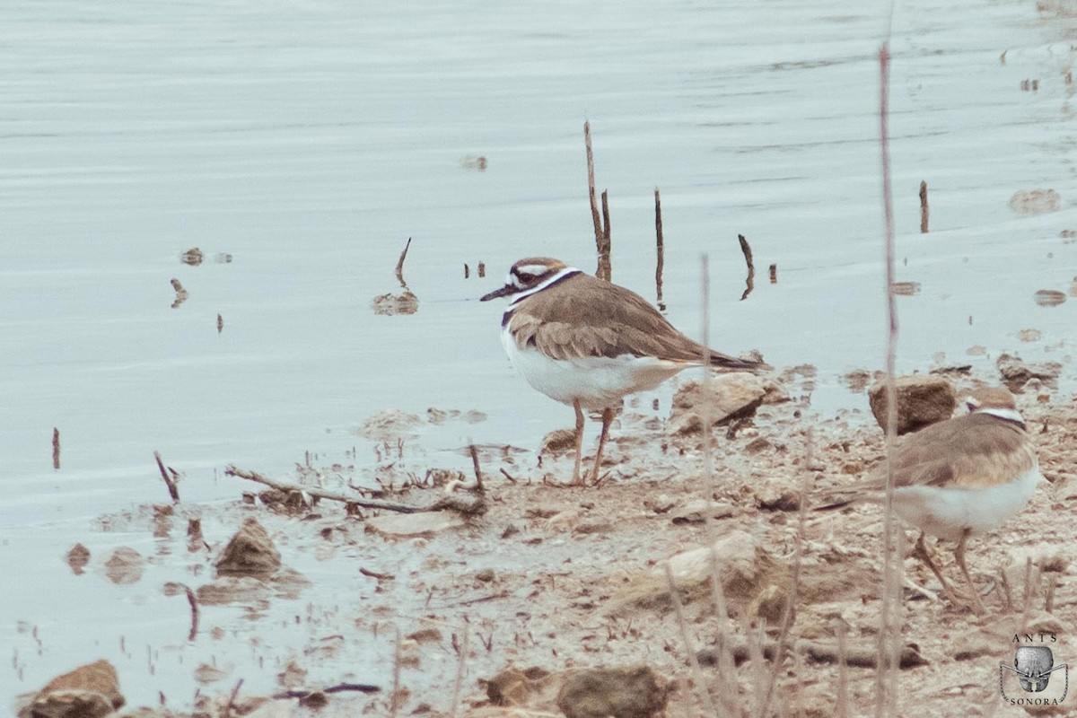 Killdeer - ML540197751