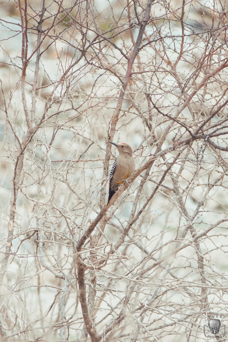 Gila Woodpecker - ML540197881