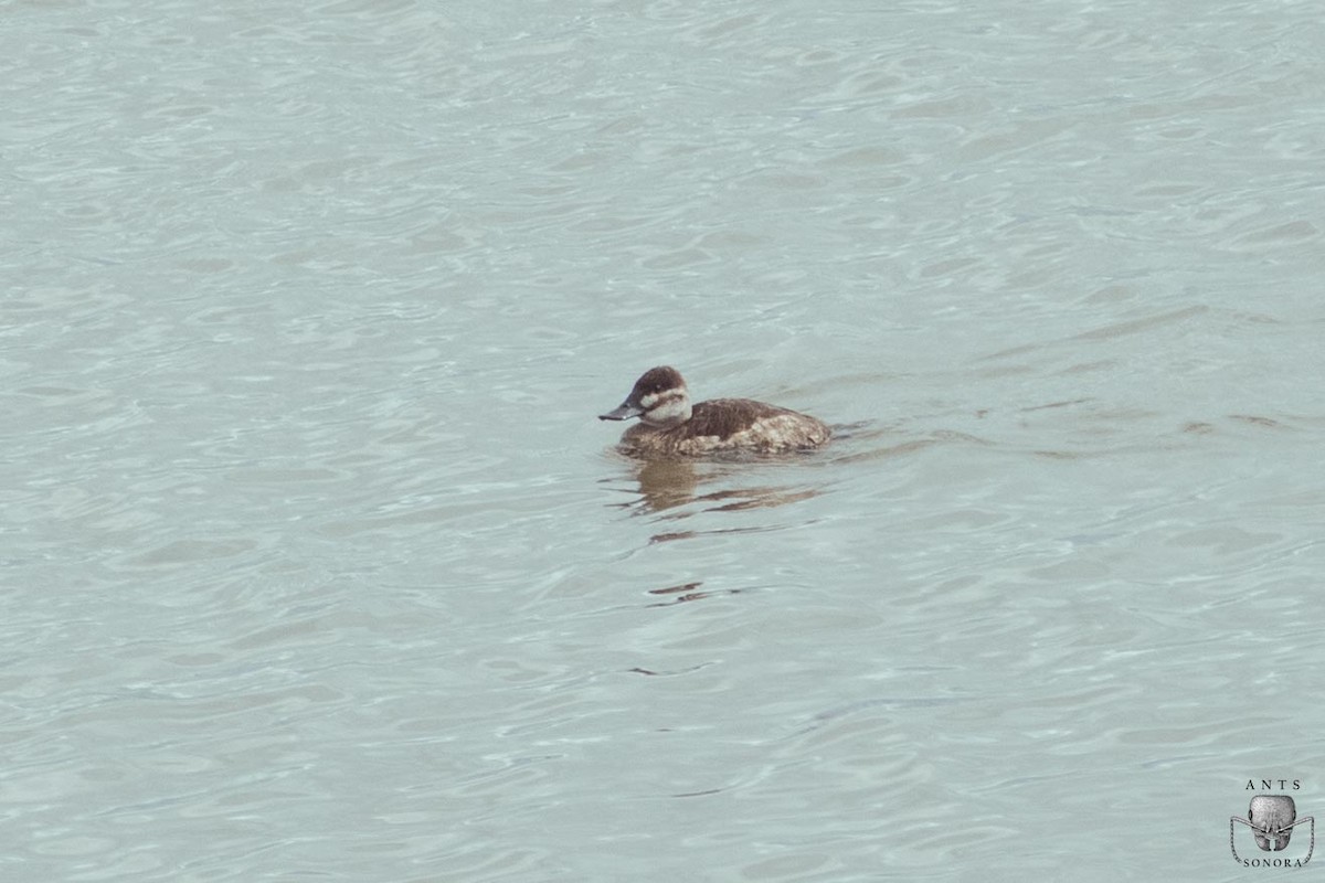 Érismature rousse - ML540197951