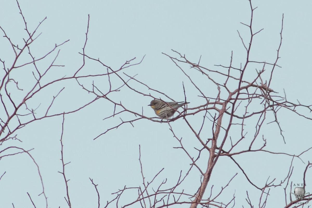 Yellow-rumped Warbler - ML540198101