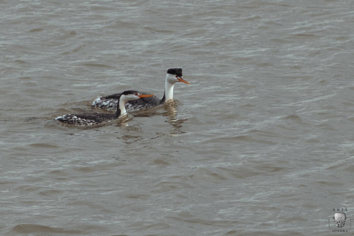 Clark's Grebe - ML540198141