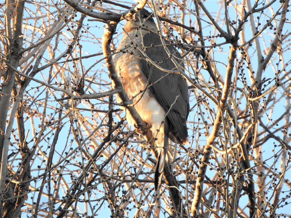 jestřáb americký - ML540198151