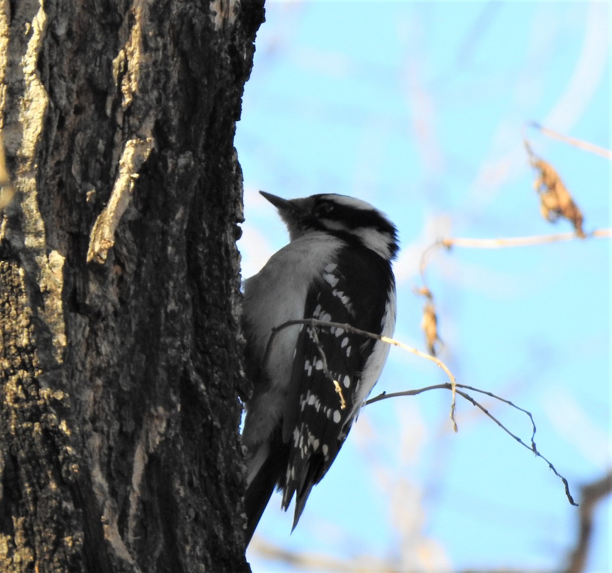 strakapoud osikový - ML540198171