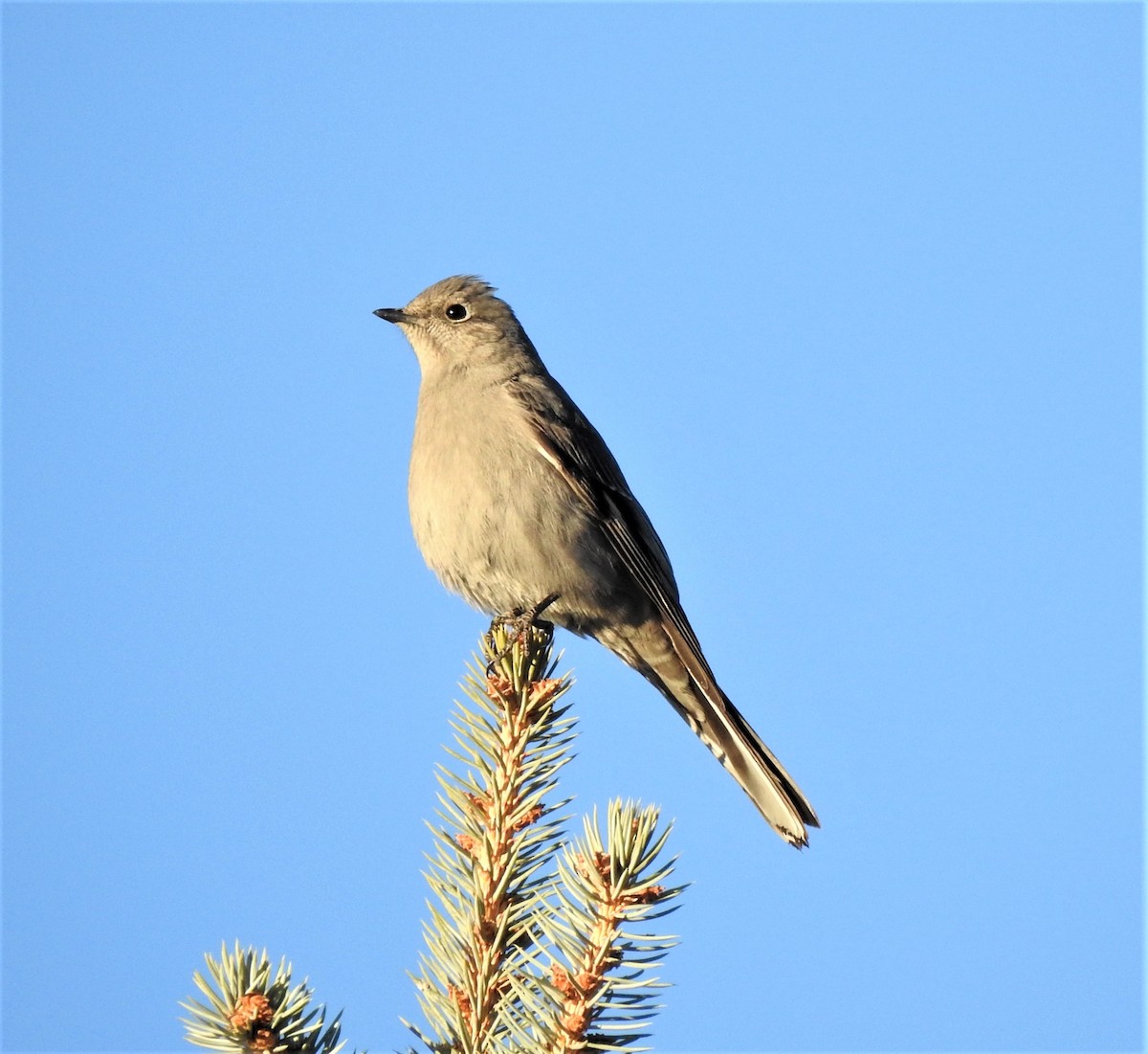 lesňák západní - ML540198231