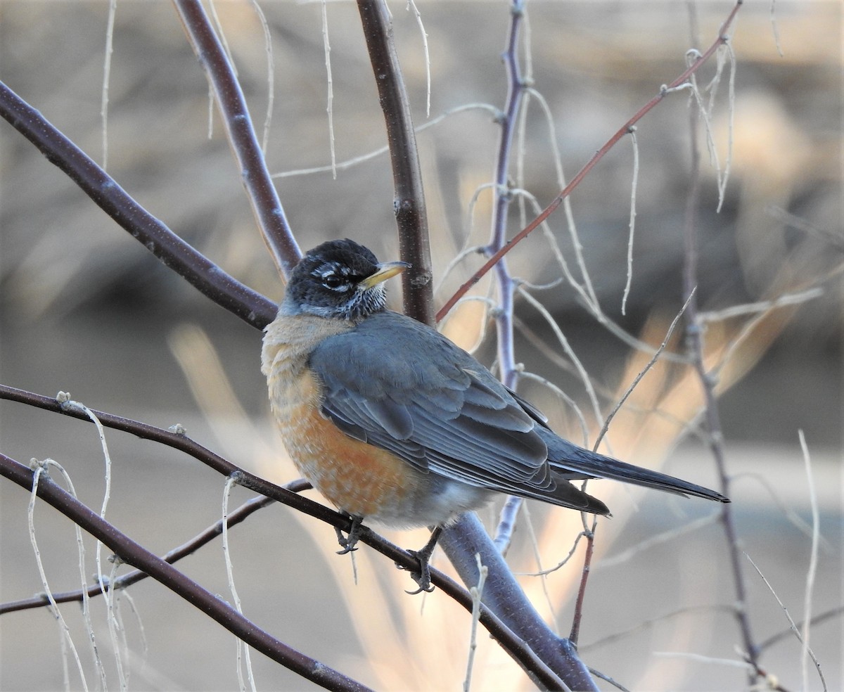 drozd stěhovavý - ML540198261