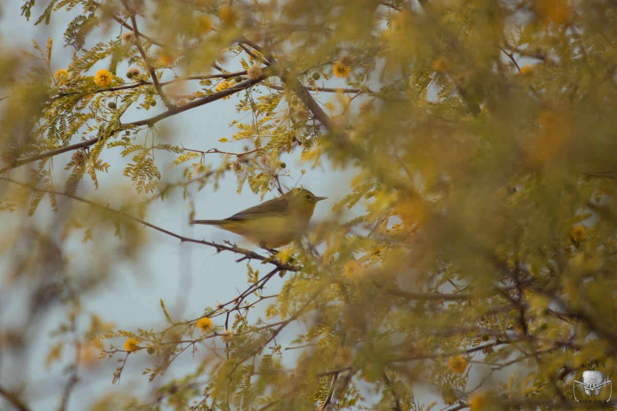 Orange-crowned Warbler - ML540198271