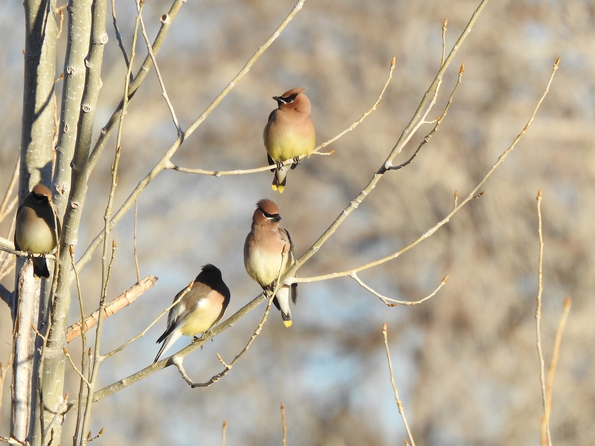 brkoslav americký - ML540198351