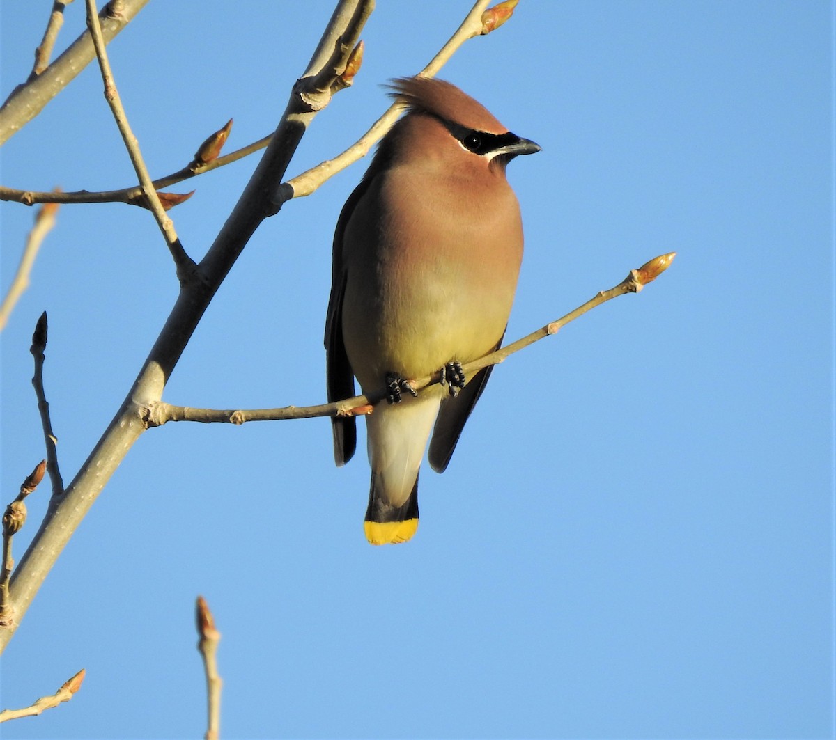 brkoslav americký - ML540198381