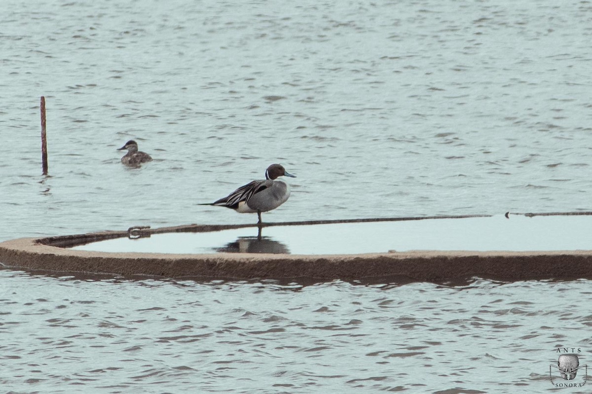 Northern Pintail - ML540198411