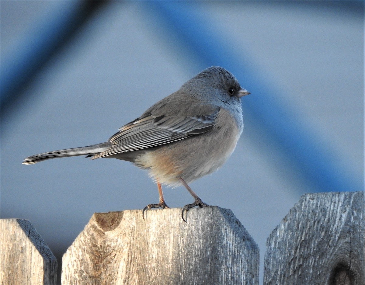 strnadec zimní (ssp. mearnsi) - ML540198431