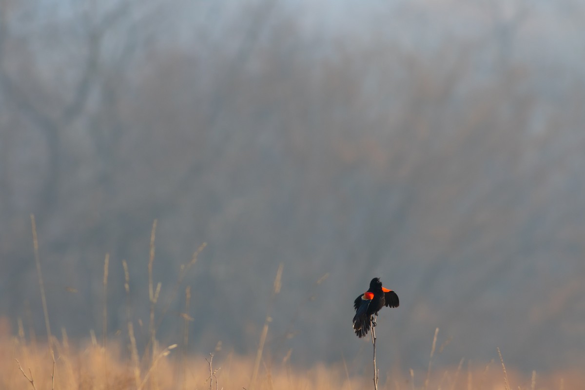 Red-winged Blackbird - Zealon Wight-Maier