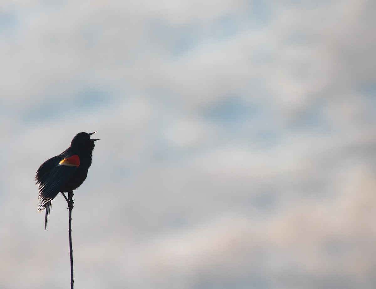 Red-winged Blackbird - Zealon Wight-Maier