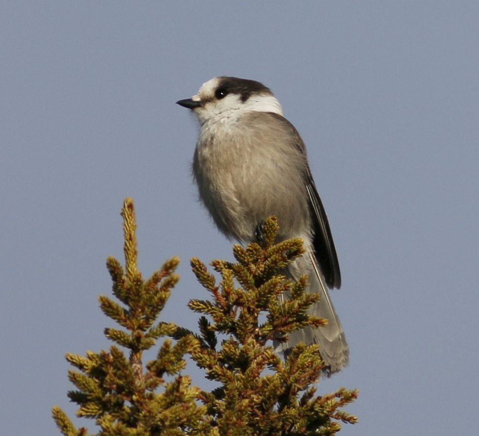 Canada Jay - Keith Lowe