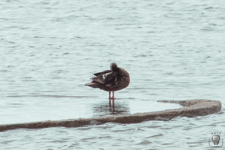 Mexican Duck - ML540199481