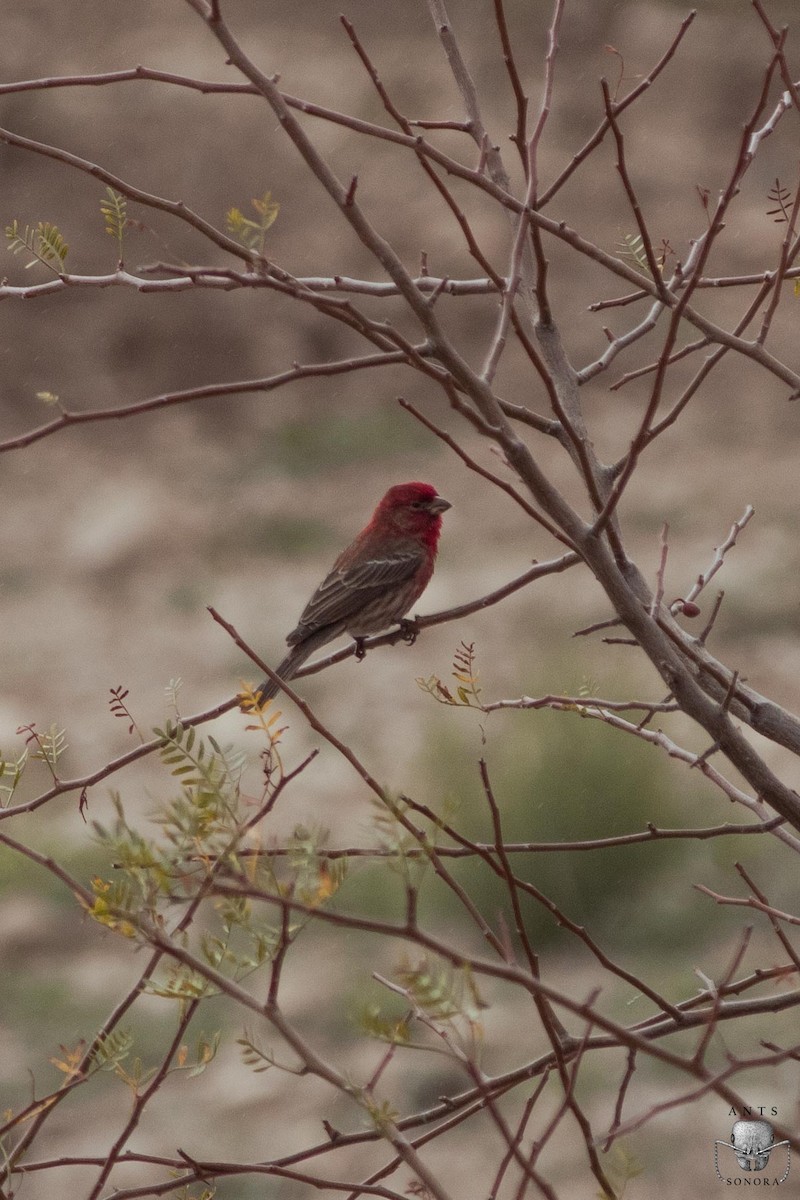 House Finch - ML540199661