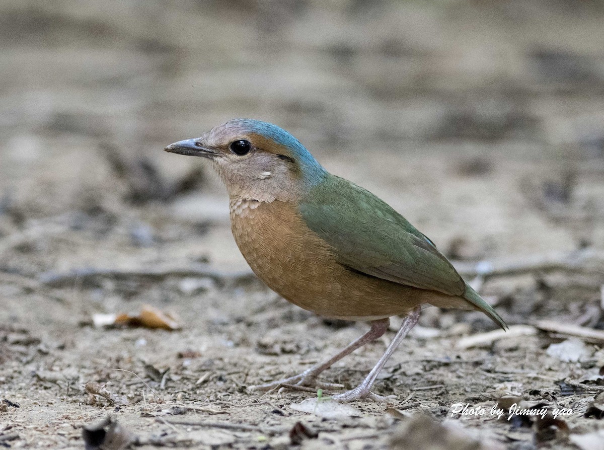 Blue-rumped Pitta - jimmy Yao