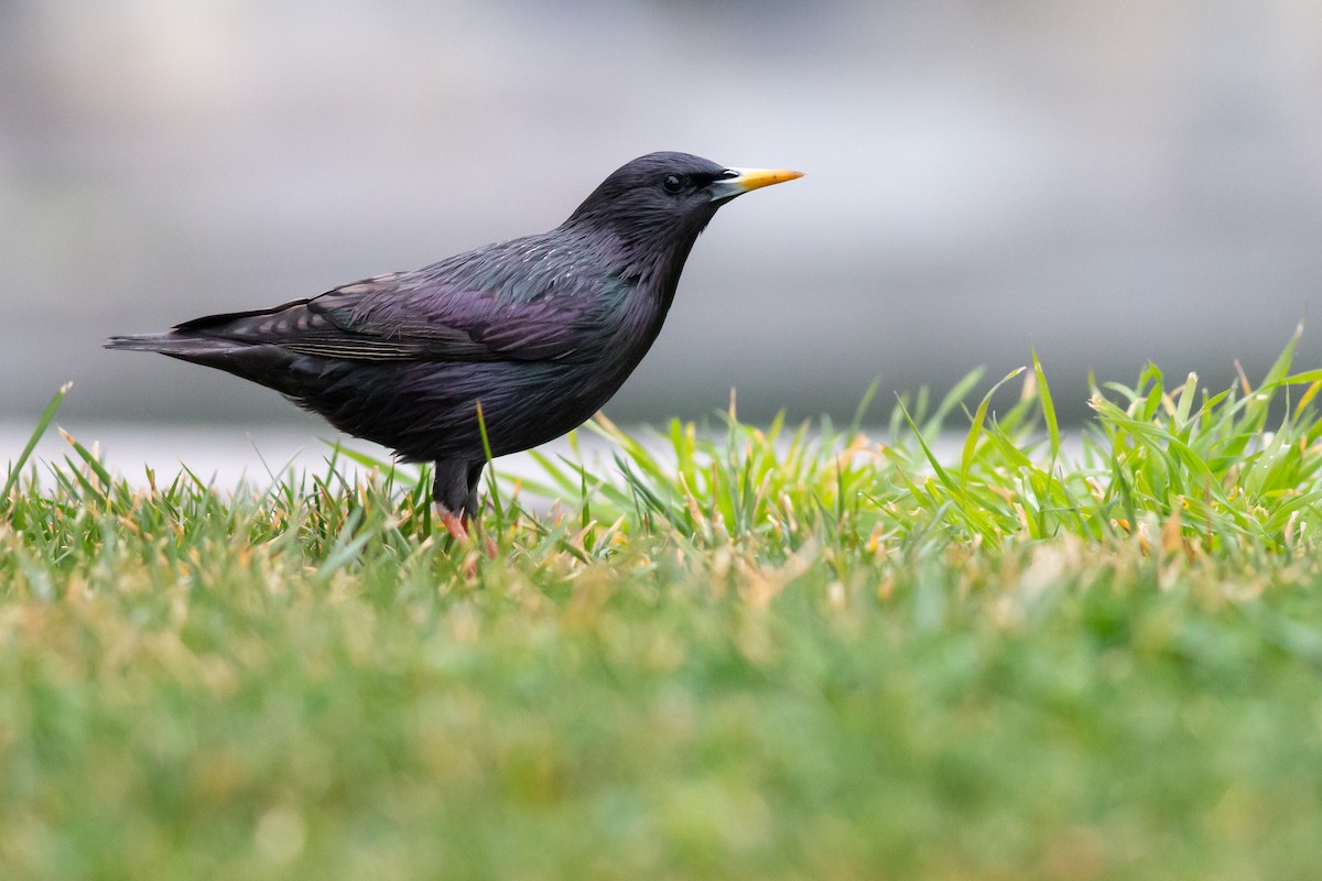 Spotless Starling - ML540203541