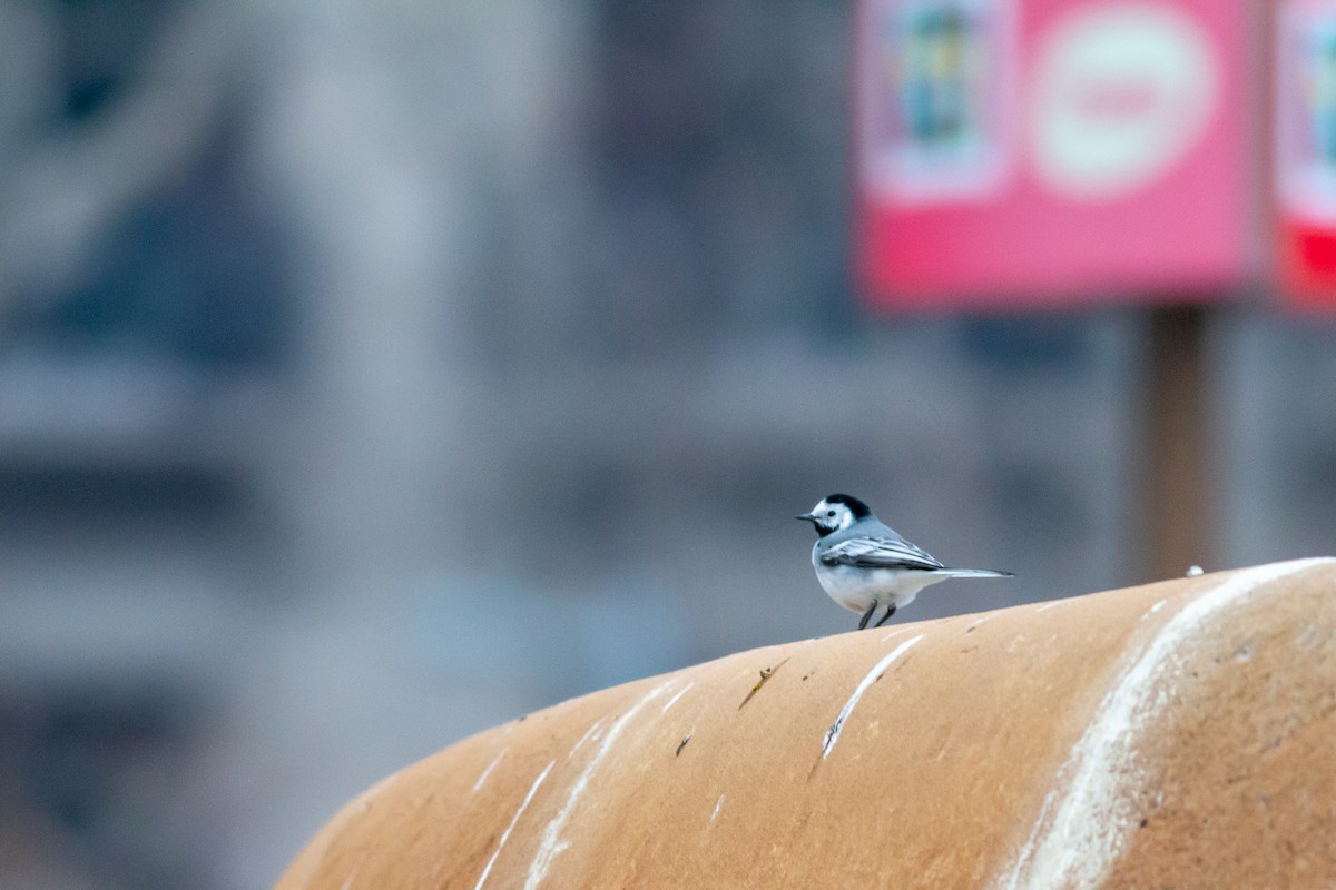 White Wagtail - ML540203591