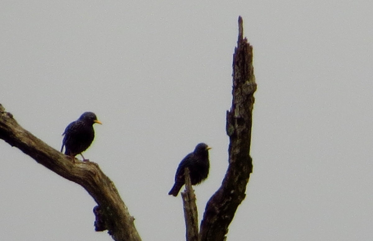 European Starling - ML540203861