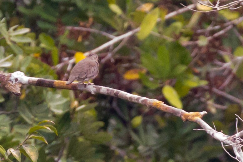 Plain-breasted Ground Dove - ML54020391