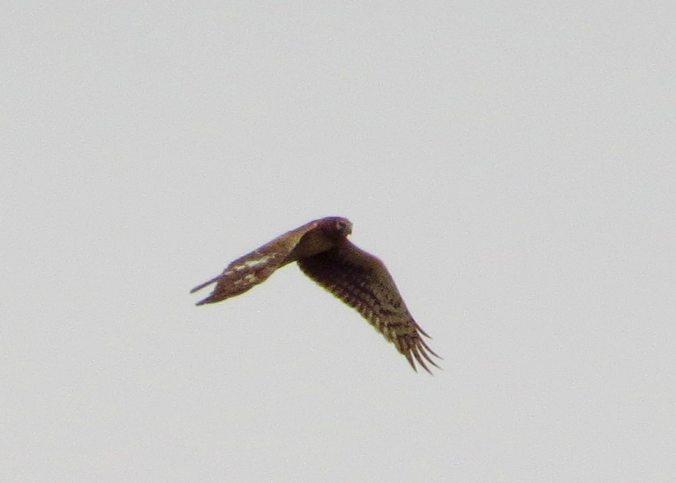 Northern Harrier - ML540203981