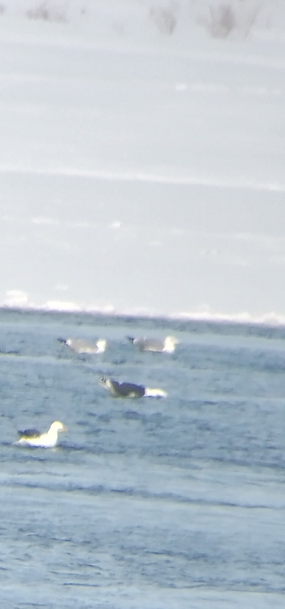 Gaviota (Larus) sp. - ML540204231