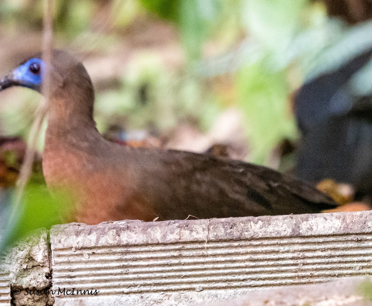 Sickle-winged Guan - ML540204921