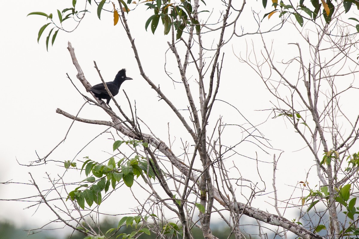 Amazonian Umbrellabird - Rob Felix