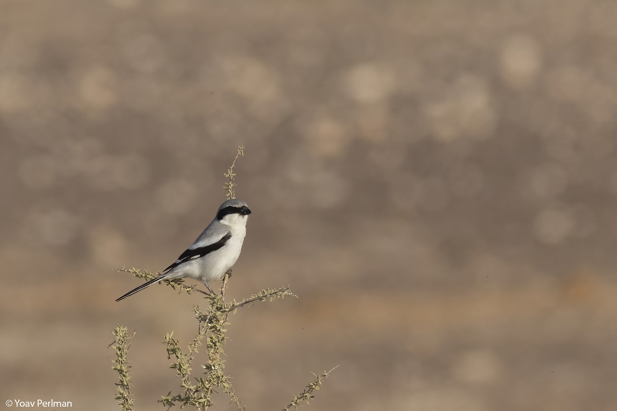 Great Gray Shrike (Arabian) - ML540206371