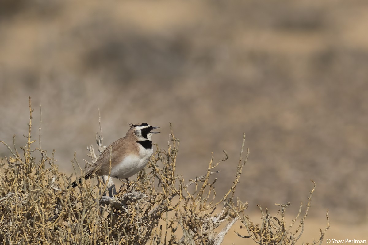 Temminck's Lark - ML540206411