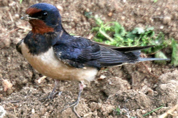 Barn Swallow (White-bellied) - ML540206421