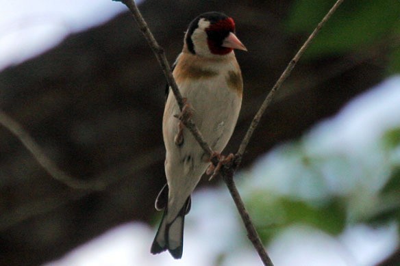 European Goldfinch - ML540206461