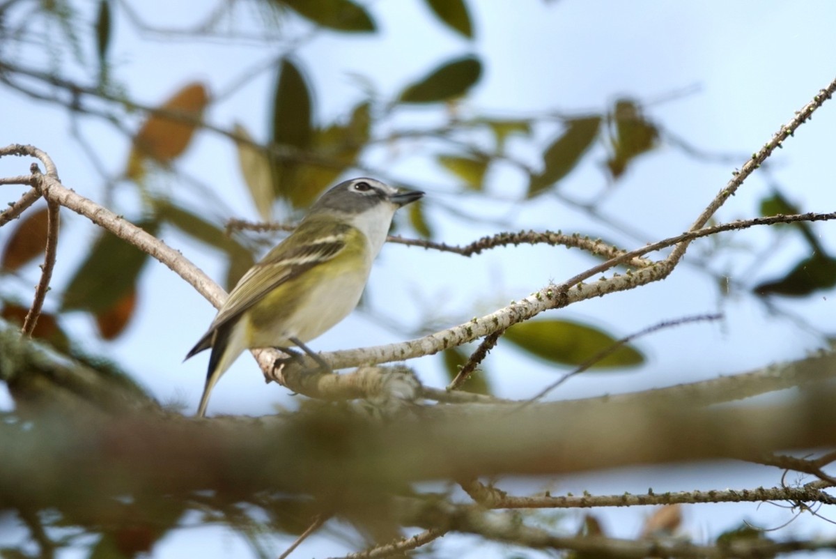 Graukopfvireo - ML540206491