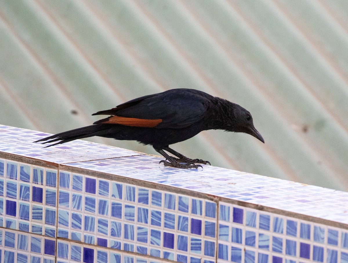 Neumann's Starling - ML540207151