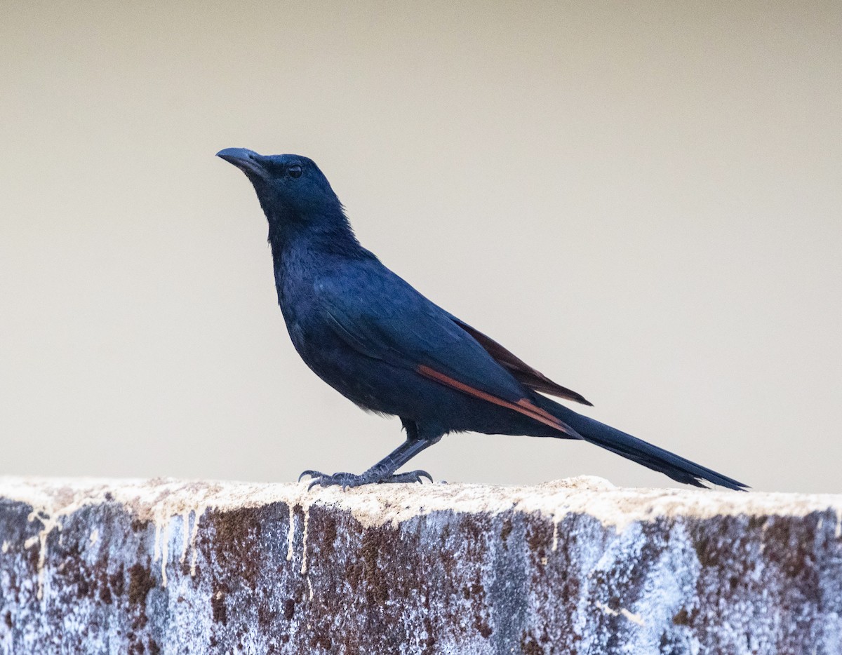 Neumann's Starling - ML540207161