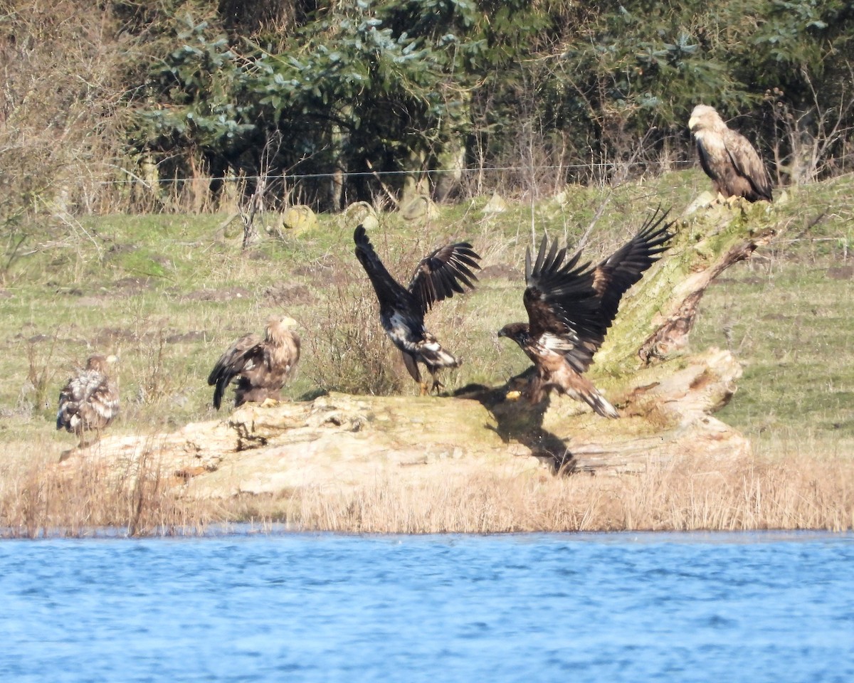 White-tailed Eagle - ML540207441