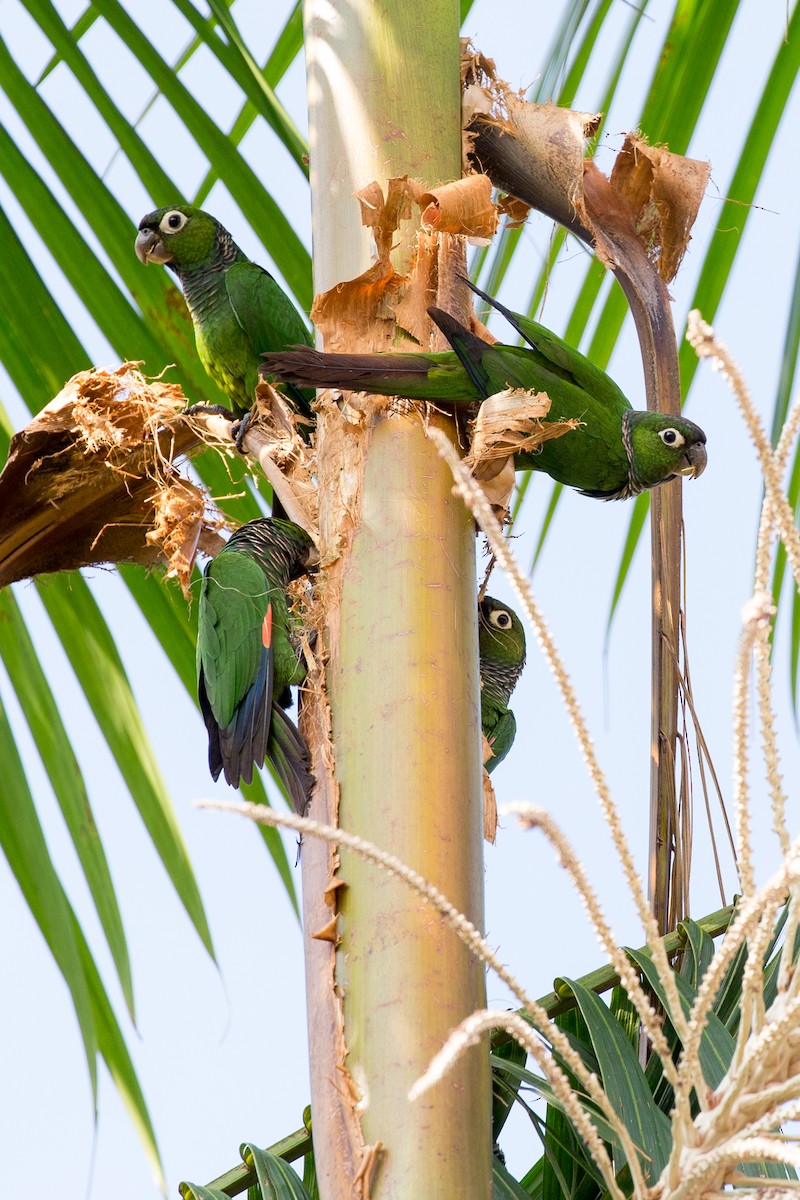 Maroon-tailed Parakeet (Maroon-tailed) - ML54020751
