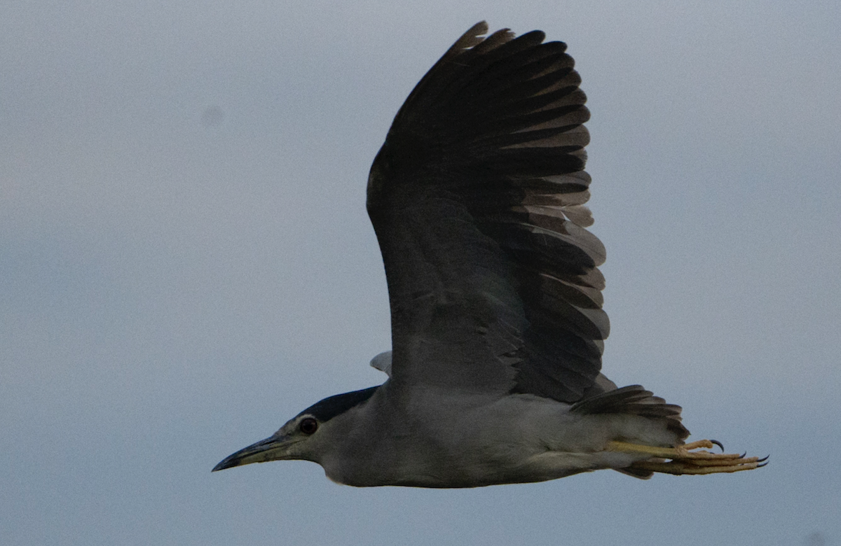 Black-crowned Night Heron - Juan van den Heever